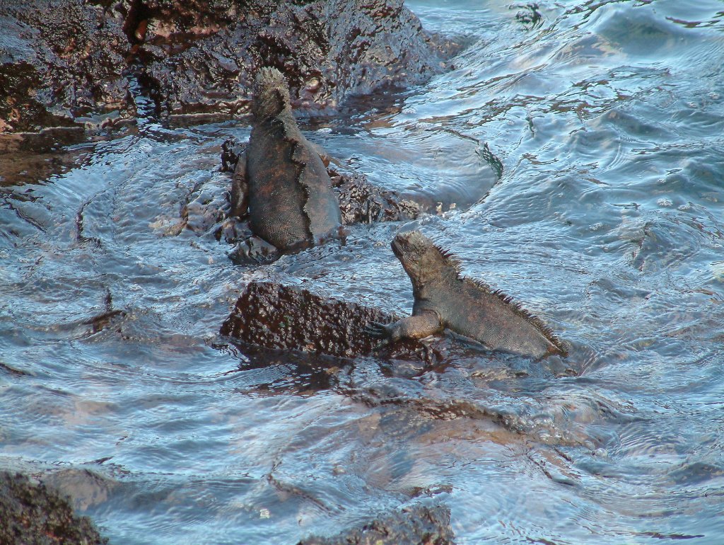 05-Marine Iguanas.jpg - Marine Iguanas